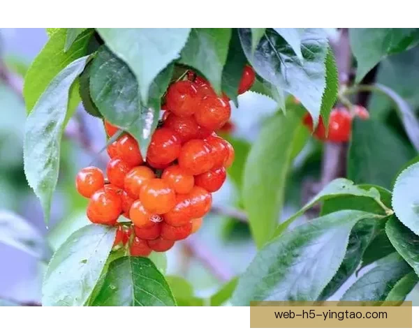 樱桃视频全集：解锁视觉盛宴，品味生活每一帧